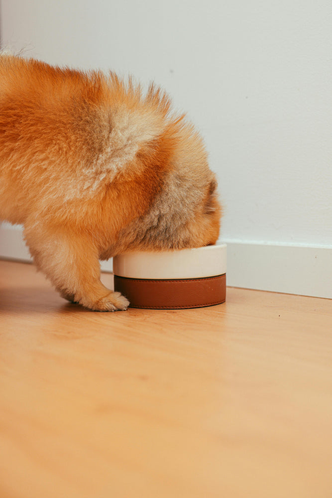 MEALS for DOGS