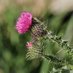 奶薊 MILK THISTLE