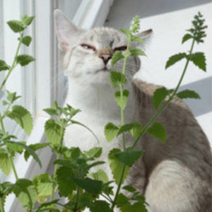 貓用貓草 CATNIP - FELINE